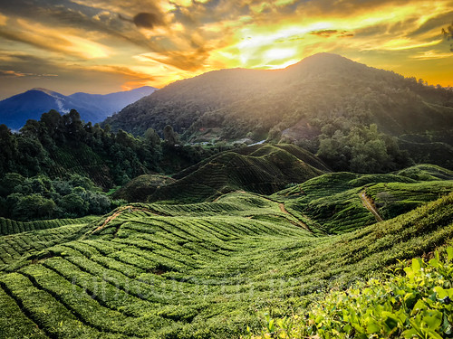 teaplantation landscape crop teagardens cameronhighlands hilly clouds horticulture teaestate southeastasia camellia green pahang asia highlands nature dawn hills steep tea plantation malaysia morning orange sky early sunrise colonial scenic camelliasinensis outdoors sun agriculture yellow tanahrata valley
