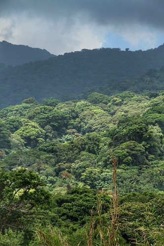 Costa Rica 2017 by nouailleric, Monteverde - Forêt de nuages - Bosque Nuboso de Monteverdecostarica monteverde reservebiologiquedemo