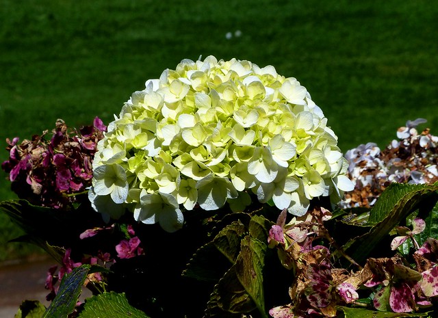 Green Hydrangea flower