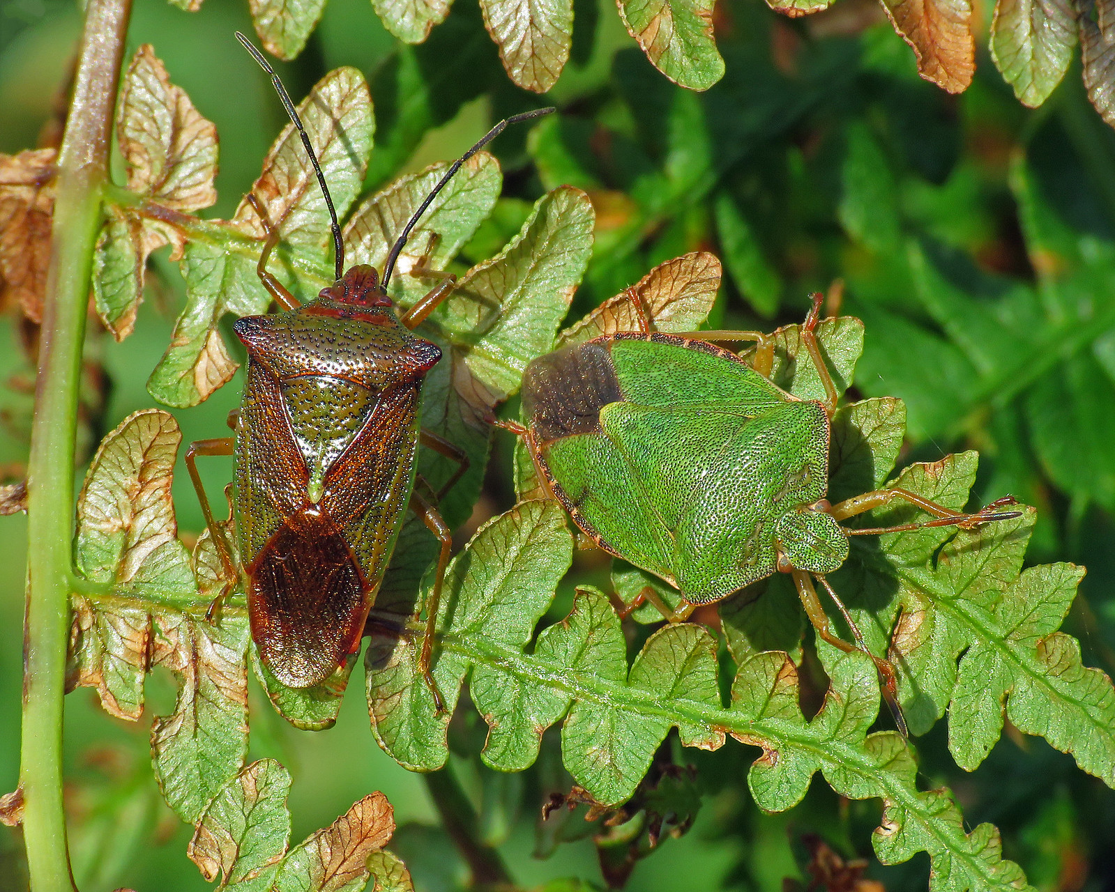 Hawthorn Shieldbug - Acanthosoma haemorrhoidale & Common Green Shieldbug - Palomena prasina