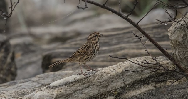 Song Sparrow On Rocks