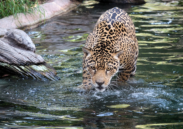 Fishing Jaguar