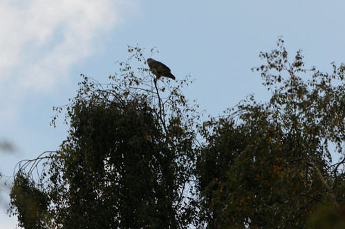 Buzzard high on tree, Wightwick
