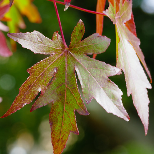 Red, green: autumnal acer leaves, West Park