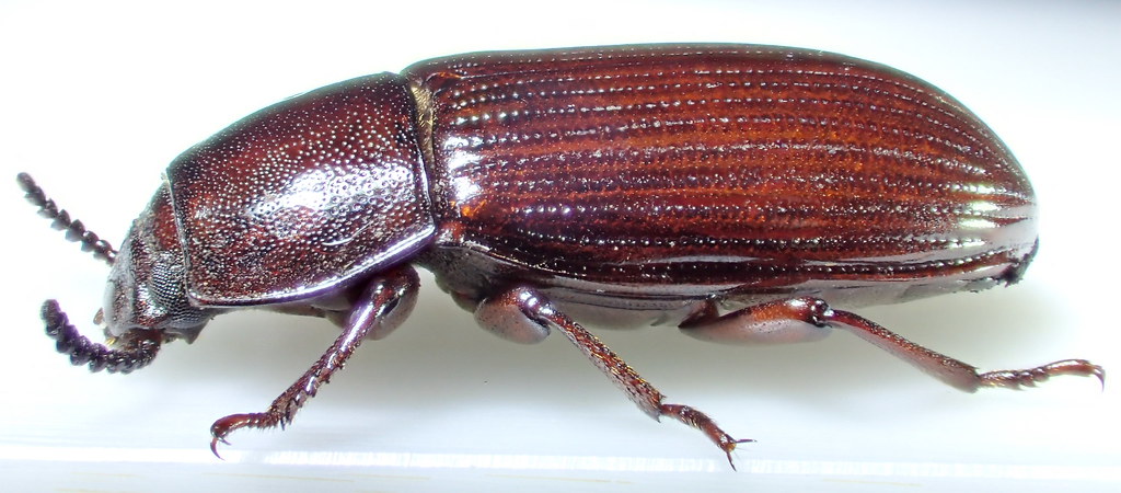 Uloma culinaris (Linnæus 1758)  ♀ (Coleoptera Tenebrionidæ Tenebrioninæ Ulomini)