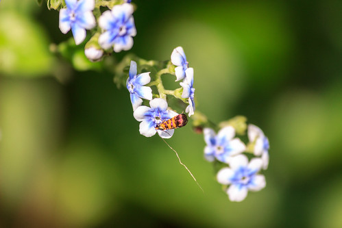 blue flowers holidays insect kaasplateau nature nectar orange outdoor plant summer weekend