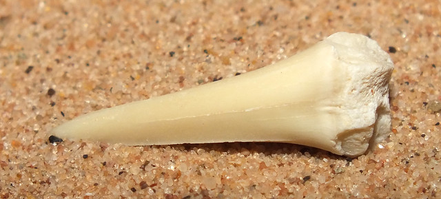 Sand tiger shark (Carcharias hopei†) fossil tooth