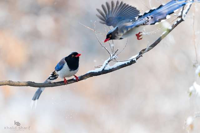 Red billed blue magpie (Urocissa erythroryncha) 红嘴蓝鹊 hóng zuǐ lán què