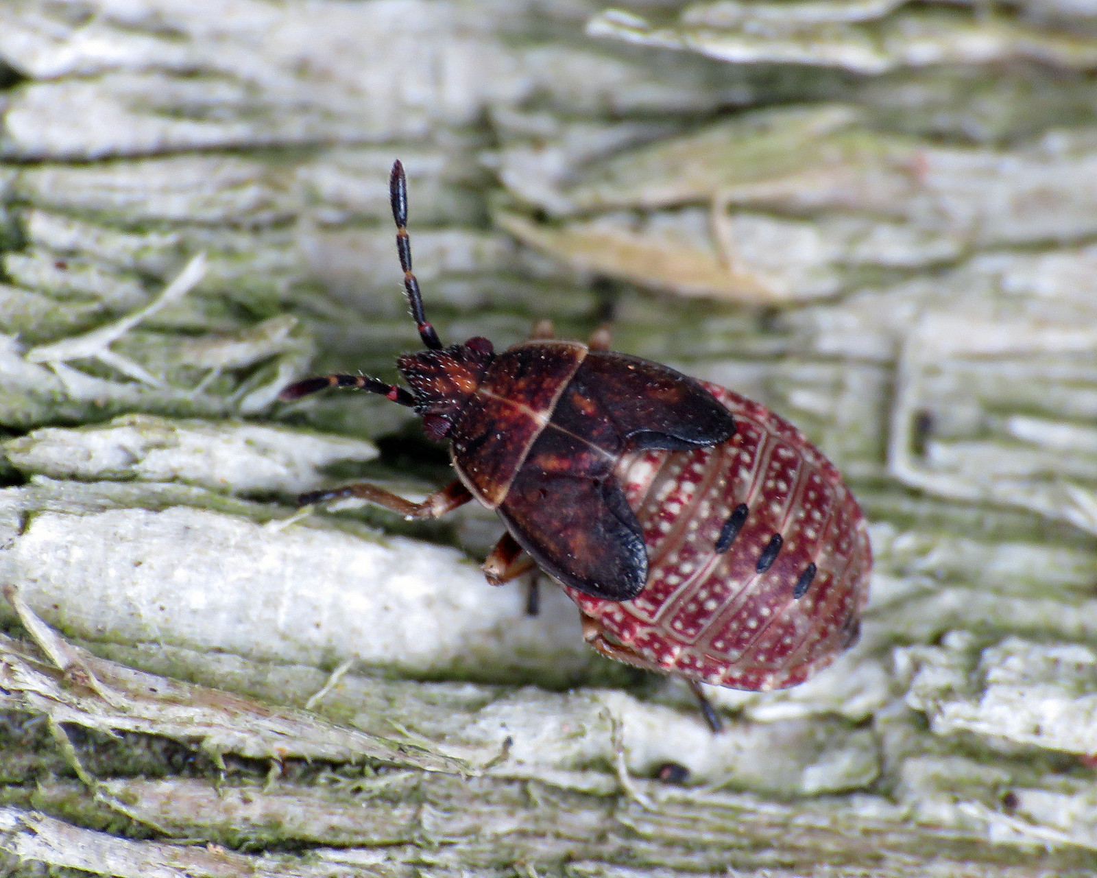 Birch Catkin Bug - Kleidocerys resedae