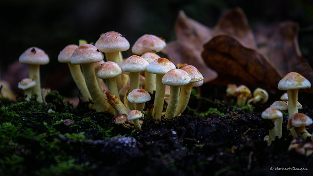 A little mushroom family
