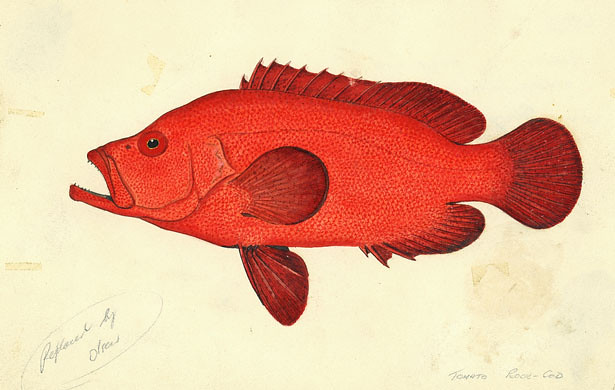 Tomato Rock Cod, colour. Cephalophosis sonnerati. Grant's "Guide to Fishes" (1965) p.49 and 66