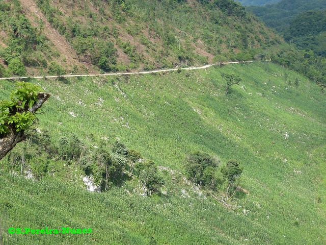 The Steep Road to Lanquin planted with corn, Guatemala