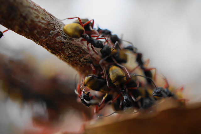 lotta ants
