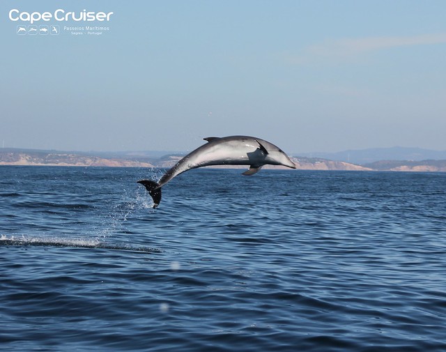 Golfinho Roaz - Bottlenose Dolphin (Tursiops truncatus)