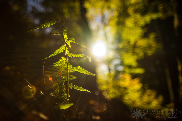 Coucher de soleil dans les bois