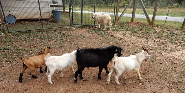 goats and dog