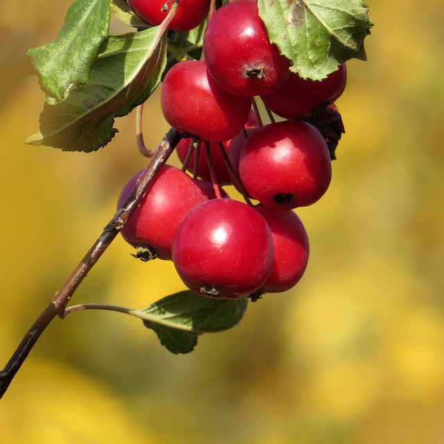 RHS Hyde Hall - 02-11-2016 Clover Hill (23)  - Malus