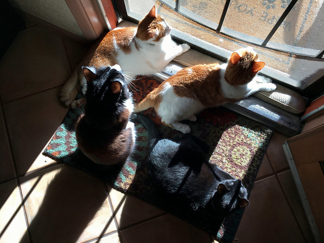 Four Fabulous Feline Furbabies