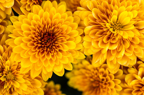 Fall Mums | by SpecialK1217