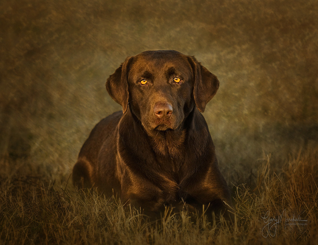 Lab Texturer Chocolate Lab | Texture painting | Gary Marshall | Flickr