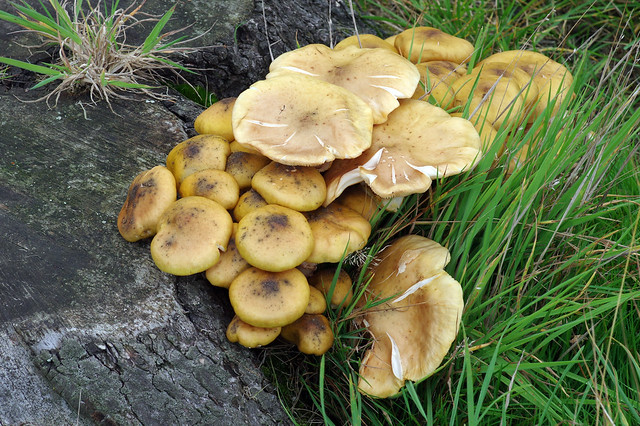 IMGP9177c Fungus, Ickworth Hall, October 2017