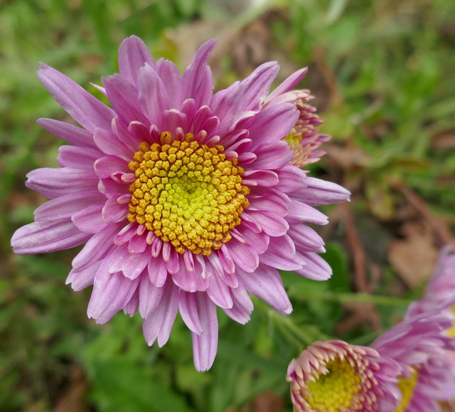 Search: chrysanthemum×grandiflorum | Flickr