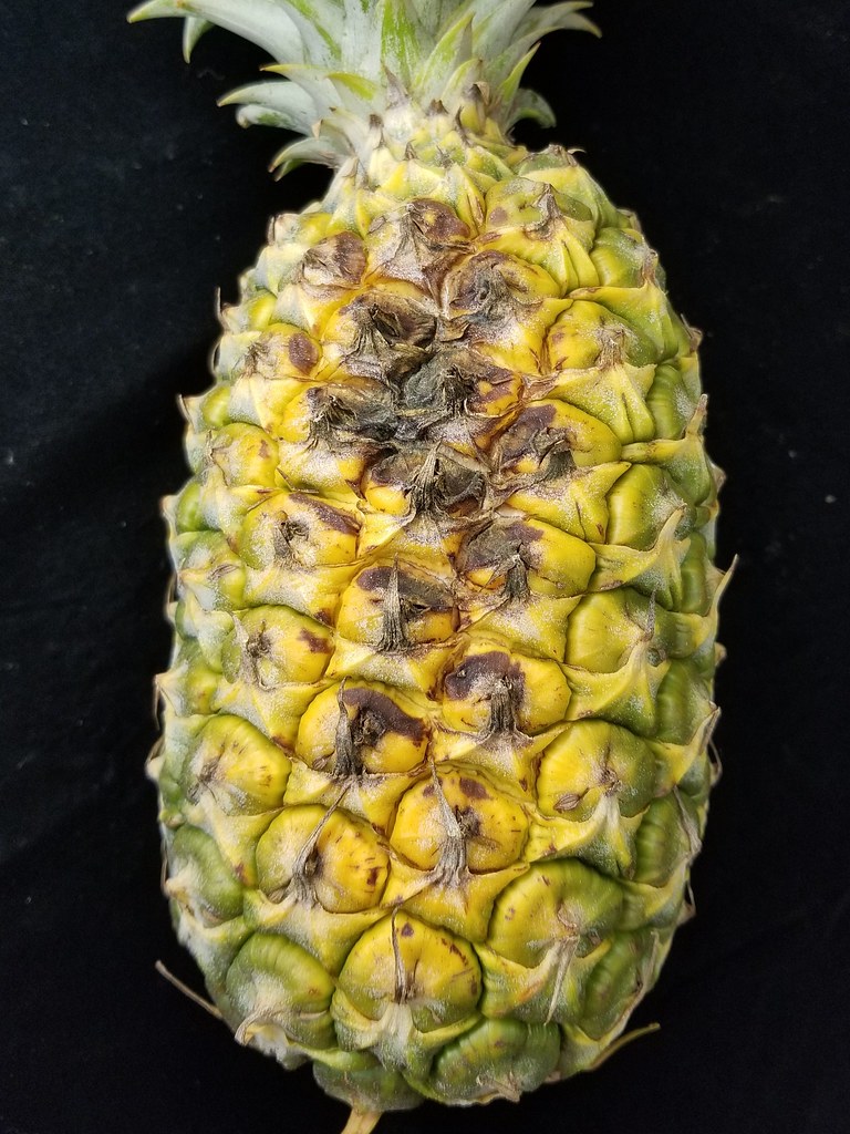 Pineapple (Ananas comosus): Sun scald of fruit | The peduncl… | Flickr