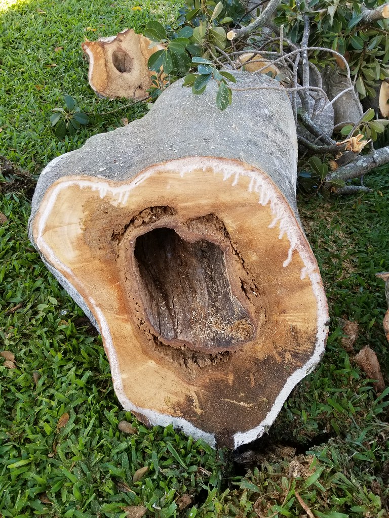 Rusty Fig Ficus rubiginosa (rusty fig, Port Jackson fig): Termite injury to ...