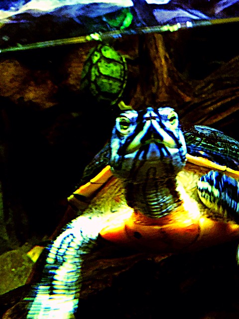 Turtle at Georgia Aquarium