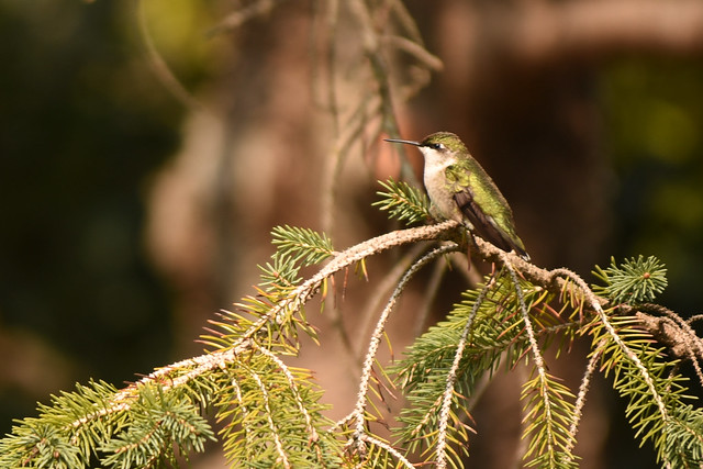 Hummingbird in Spruce