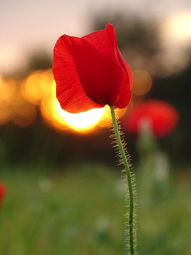 poppy flower sunset suffolk weetingcastle