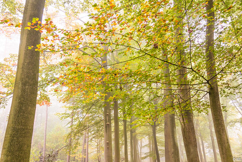 Autumn Colours | by Martine Lambrechts