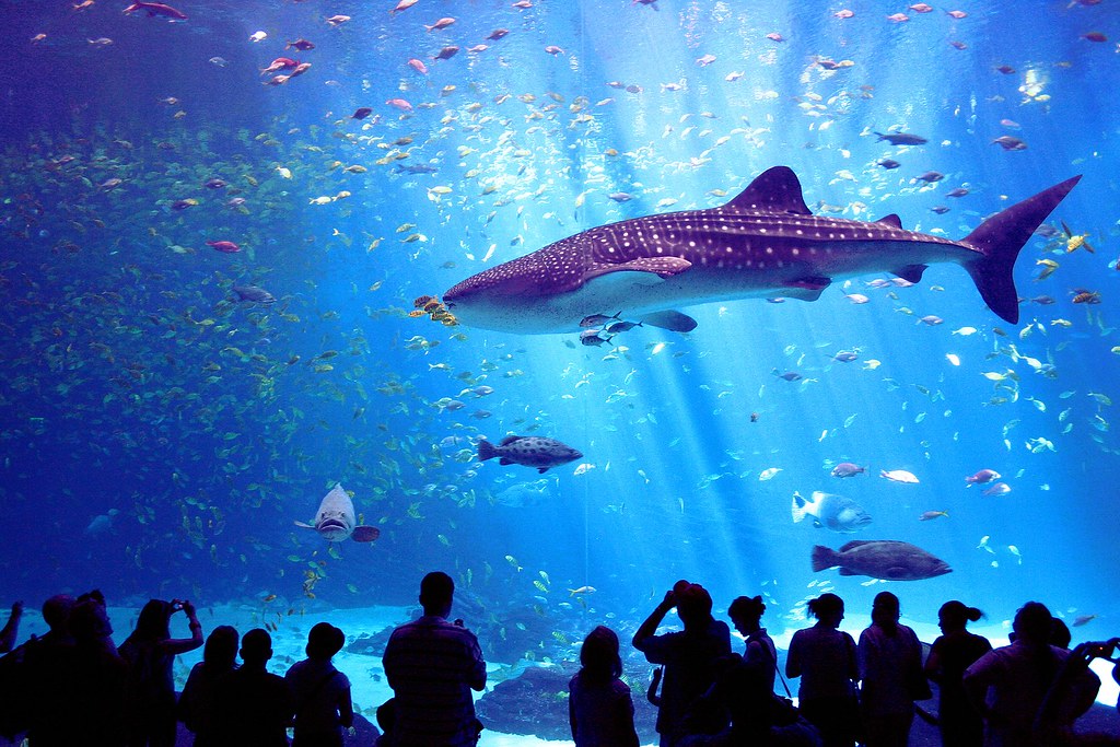 Georgia Aquarium (Atlanta, Georgia)