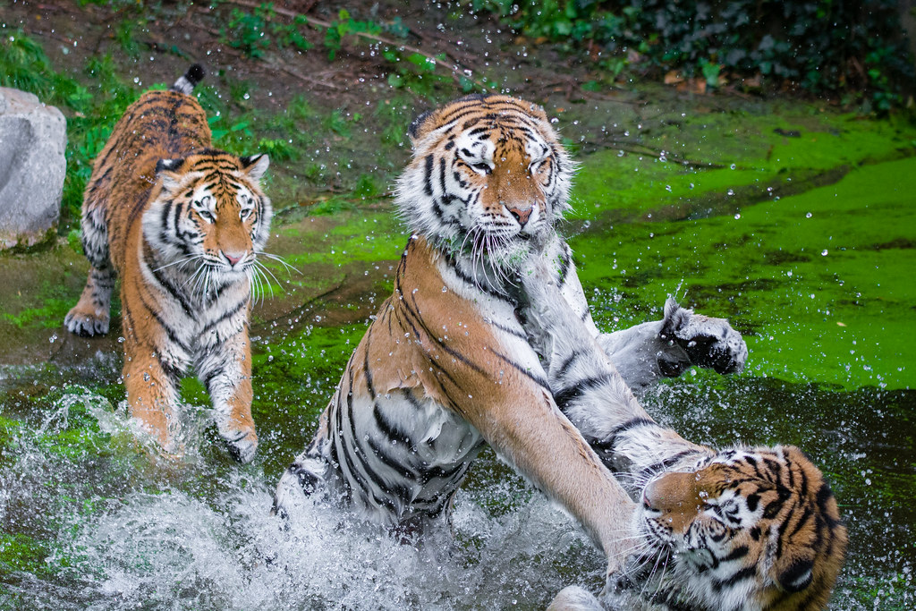 Siberian Tigers | Mathias Appel | Flickr