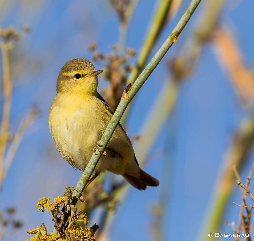 Felosa-musical | Willow warbler | Mosquitero musical | Pouillot fitis (Phylloscopus trochilus)