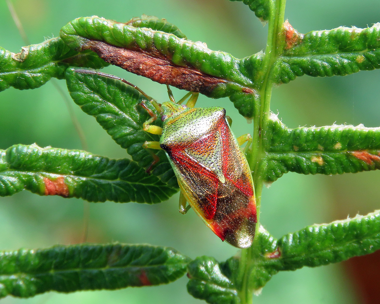 Birch Shieldbug - Elasmostethus interstinctus