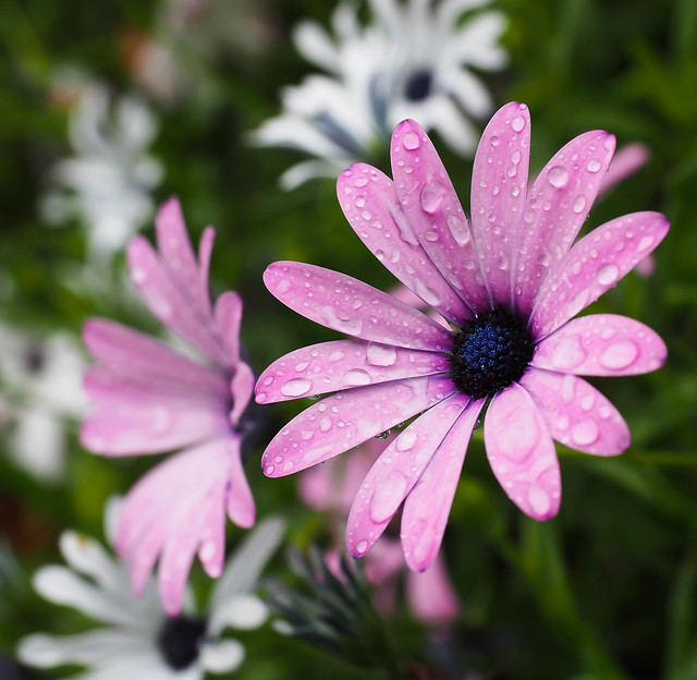 Daisy flowers, Melbourne.