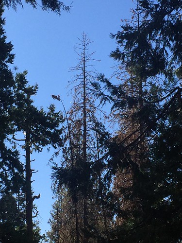 arnold california trees forest sierranevada