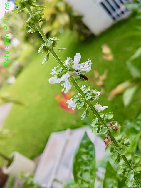 Flowering Basil, Albahaca, Manjericão, Sheraton Gardens, El Salvador