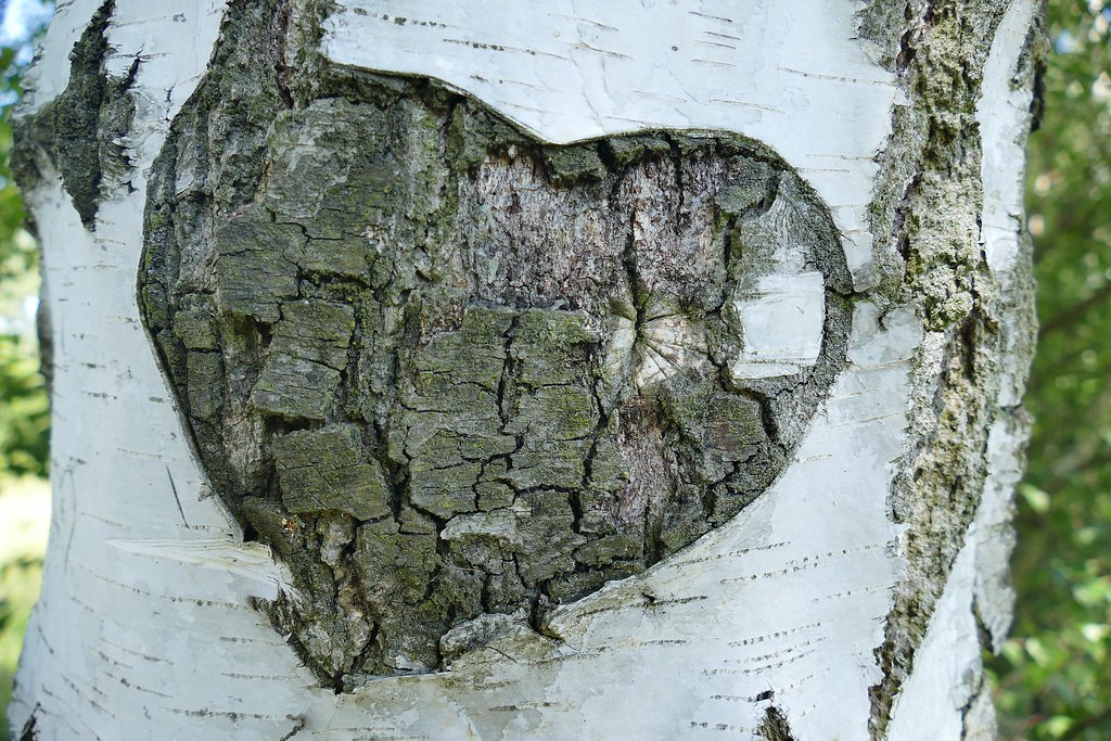 Source: wallboat.com/heart-bark-on-tree/
This is a free image you can use it.More free Images @ wallboat.com All images are Public Domain/Free and you can use any where for any purpose without any permission.Even you can use for commercial purpose.
#heart #tree #jungle #old #promise #love #romance #freephotos #freeimages #commoncreative #images #royaltyfree