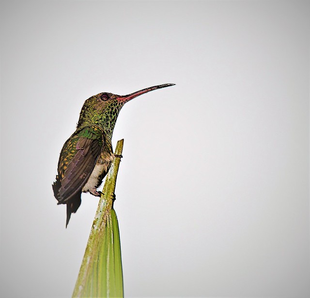 Rufous tailed Hummingbird