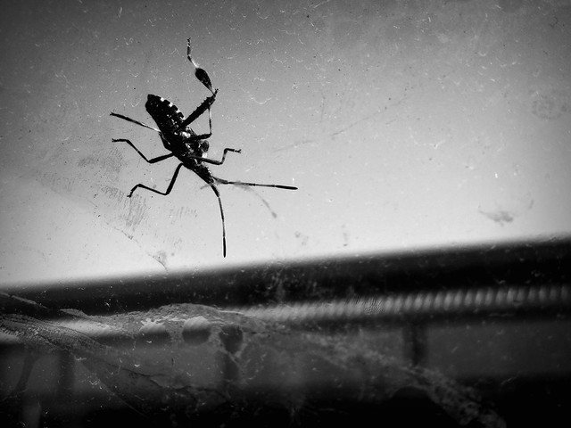 Bug On A Dirty Window. Windsor, ON.
