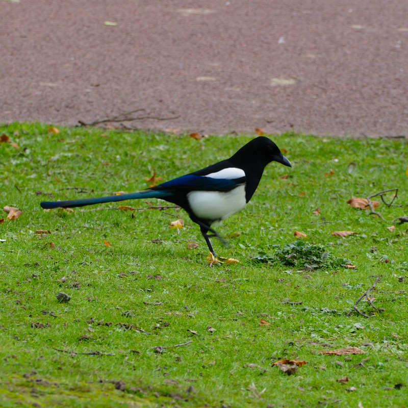 Strutting magpie, West Park
