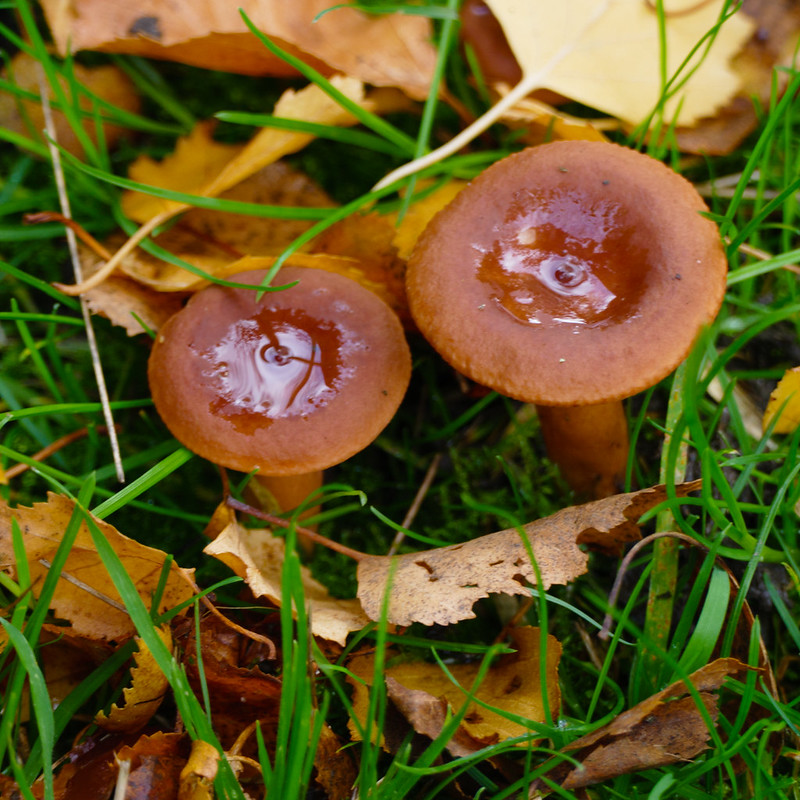 Funnel cap mushrooms, Bantock Park