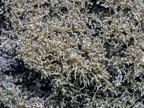loxosporopsis corallifera loxosporopsiscorallifera isidia