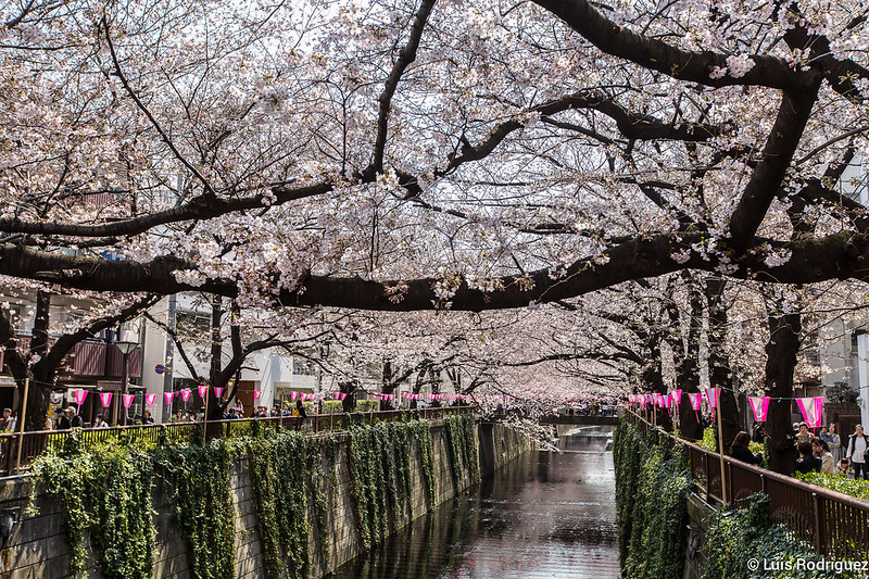 Primavera en Japón