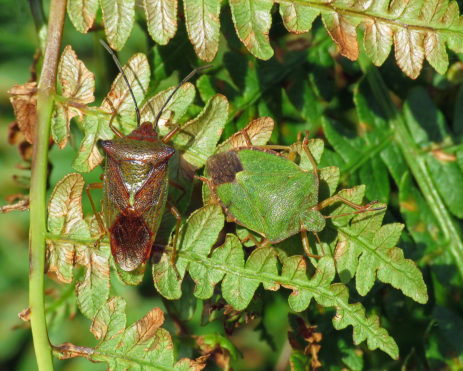 Hawthorn Shieldbug - Acanthosoma haemorrhoidale & Common Green Shieldbug - Palomena prasina