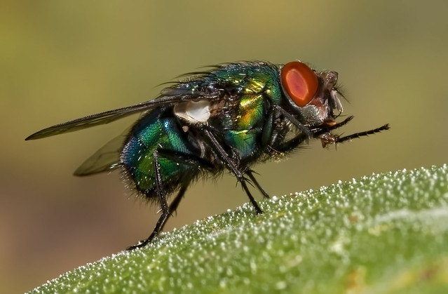 Fly Freshening up on Leaf