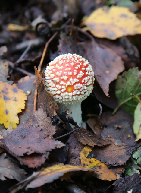 Young Fly Agaric by Silver Birch in the Woods 