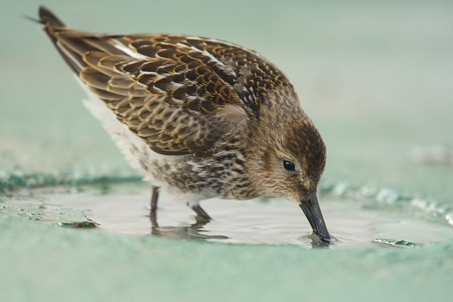 A juvenile Dunlin (Calidris alpina) scavaging for invertabrates on the deck